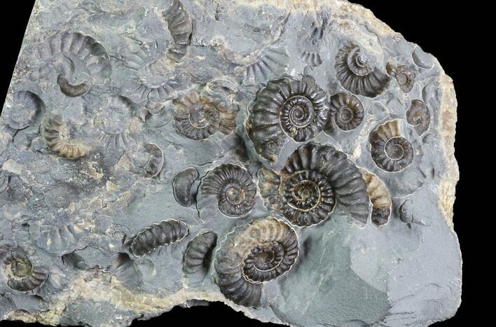 Ammonite (Promicroceras) Cluster - Somerset, England #86278